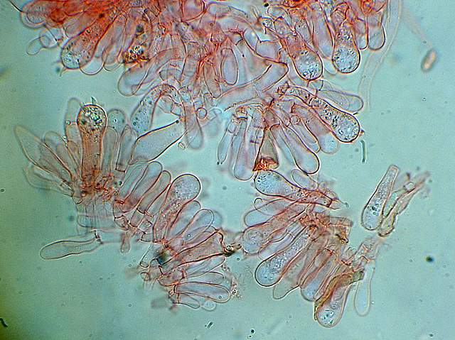 Xerocomus bubalinus   (Oolbekk. & Duin)  Redeuilh